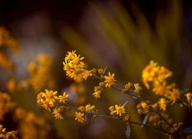 pomata all'arnica