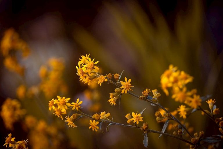 pomata all'arnica
