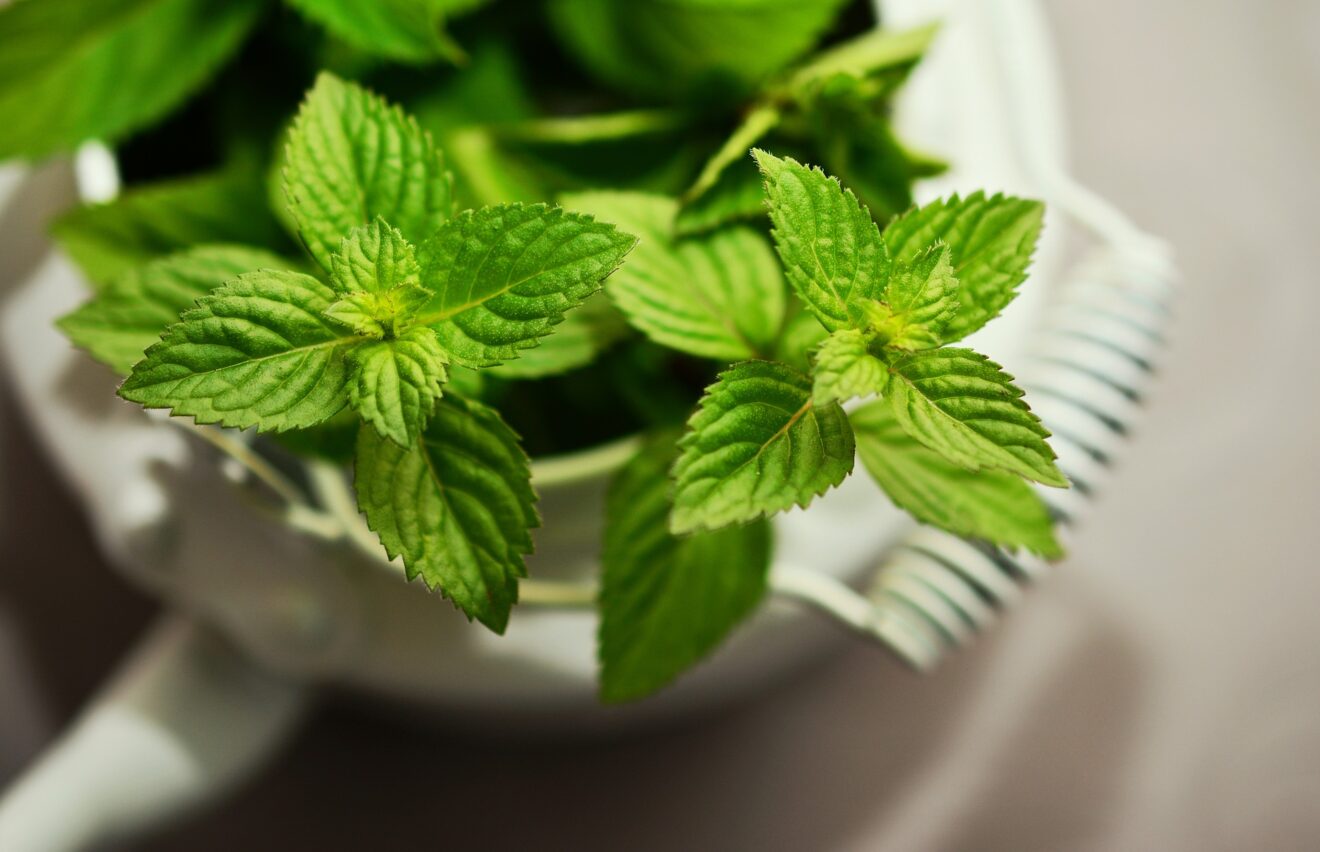 menta eucalipto alito