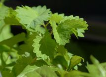 pimpinella benefici