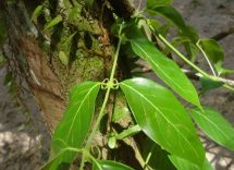 uncaria
