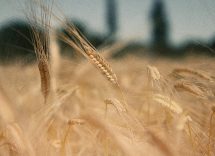 orzo