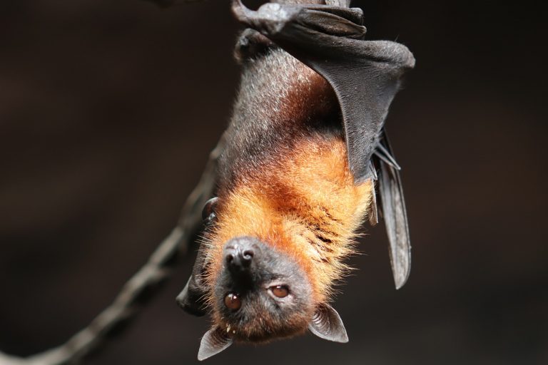 rabbia da pipistrello