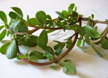 Proprietà della portulaca oleracea