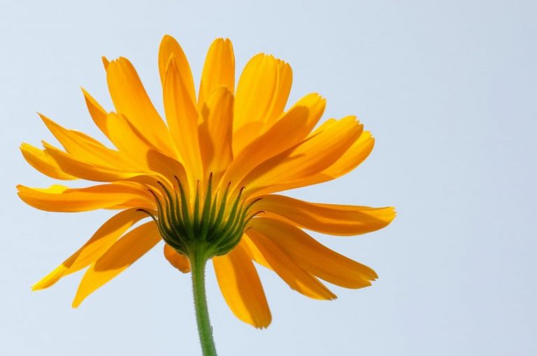 calendula