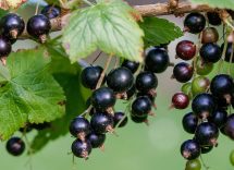 ribes nero proprietà