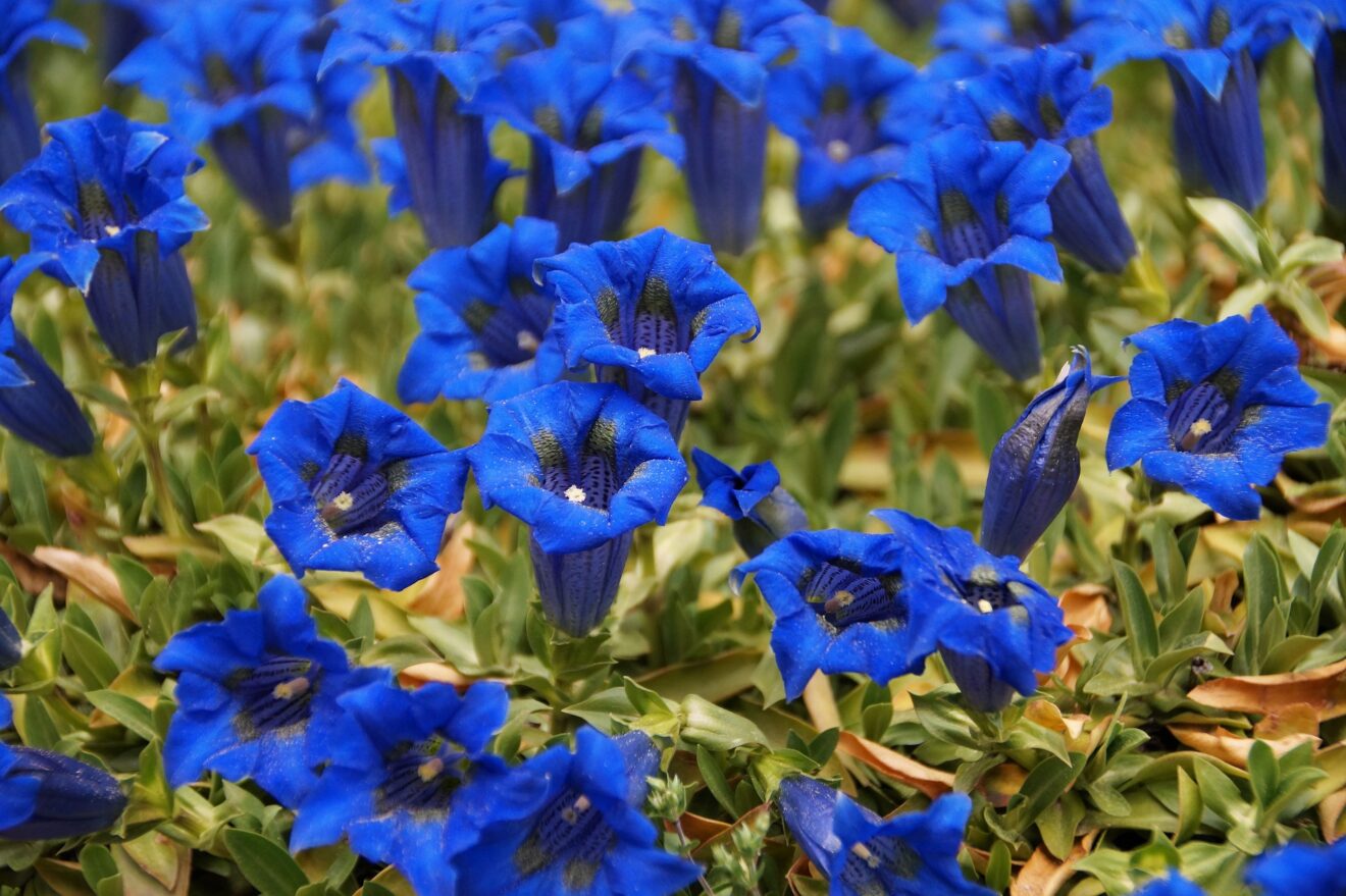 genziana