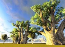 olio baobab