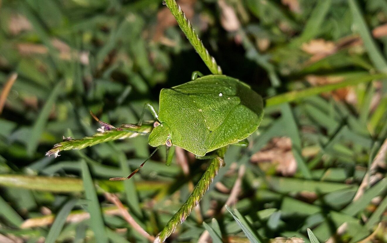 Cimici in casa: come allontanarle naturalmente