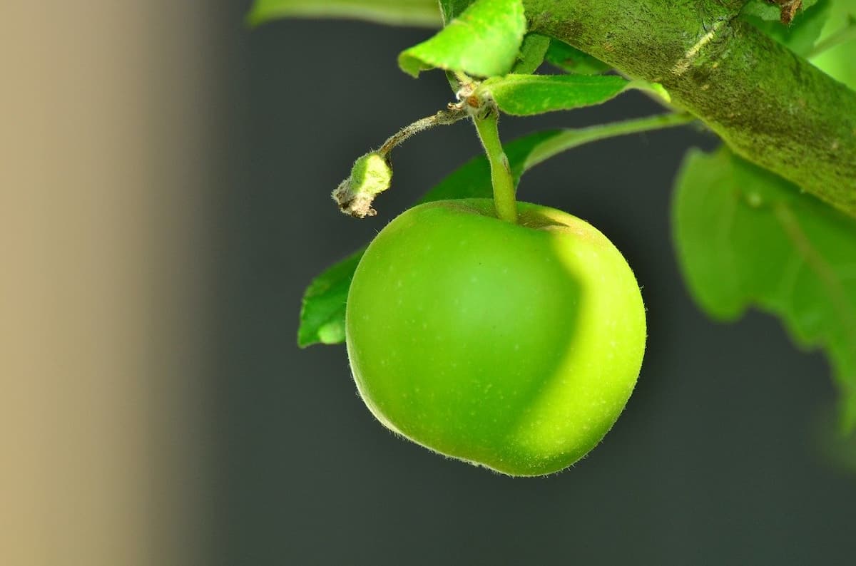 frullato mela