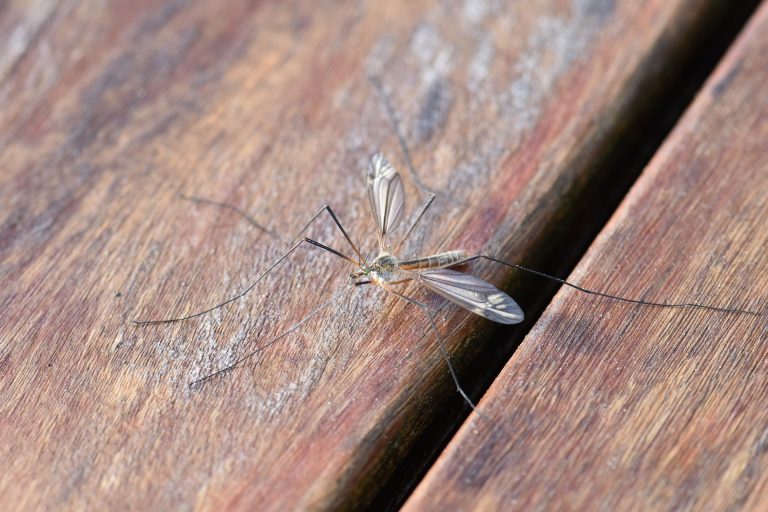 Repellente naturaleː i benefici e dove ordinare il migliore