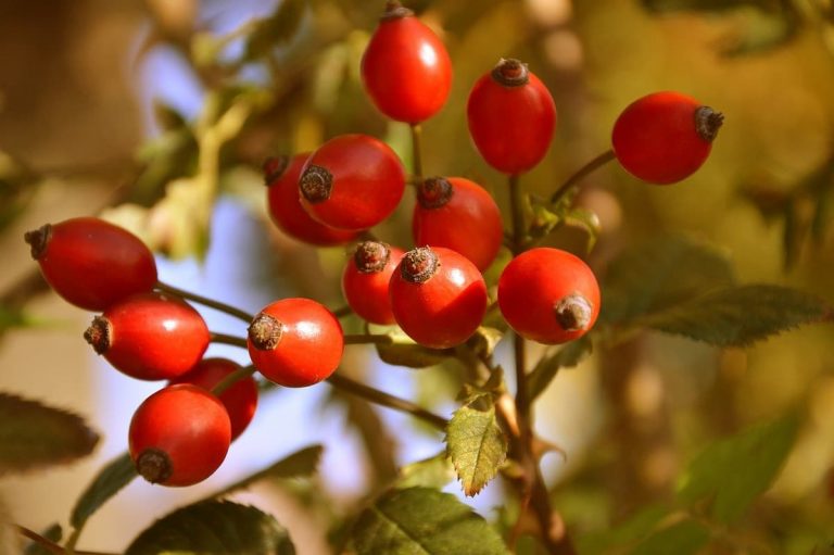 piante officinali