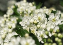 tisana biancospino dormire