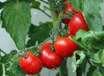 Pomodori e benefici