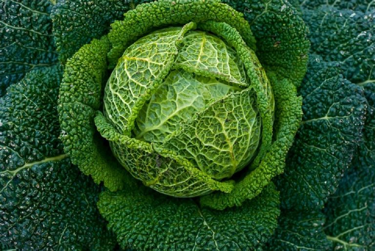 Cavoli, quali benefici e quali possibili controindicazioni