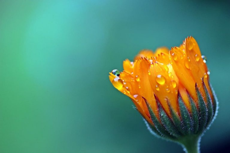 calendula