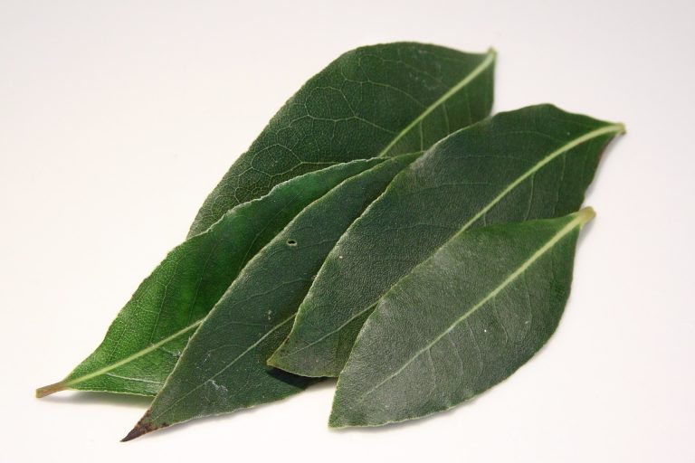 decotto di alloro