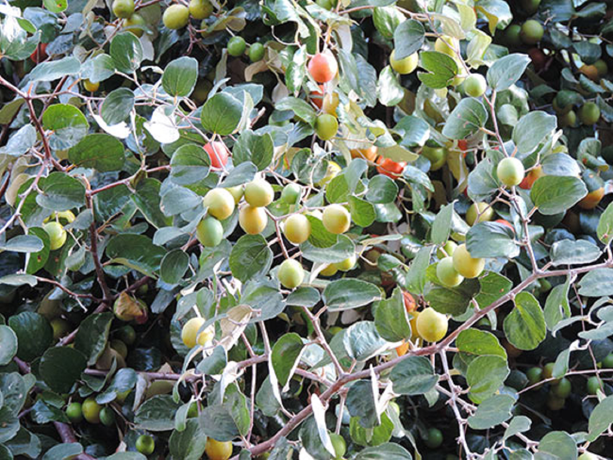 ziziphus