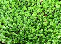centella asiatica