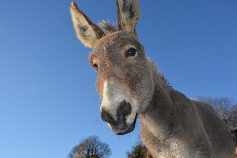 donkey 2996965 1280