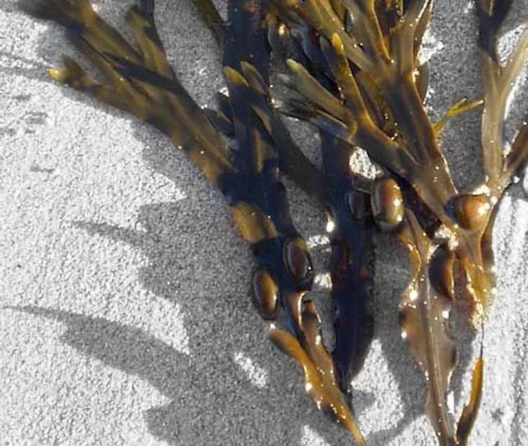 fucus