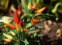 cibi dimagranti naturali