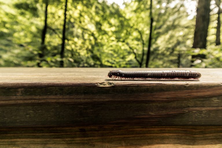 Scutigere in casa in primavera: come eliminarle senza pesticidi