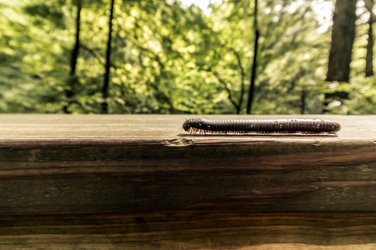 Scutigere in casa in primavera: come eliminarle senza pesticidi