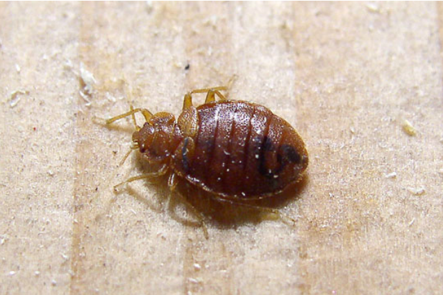 Cimici dei letti: come allontanarle senza l’utilizzo di pesticidi chimici