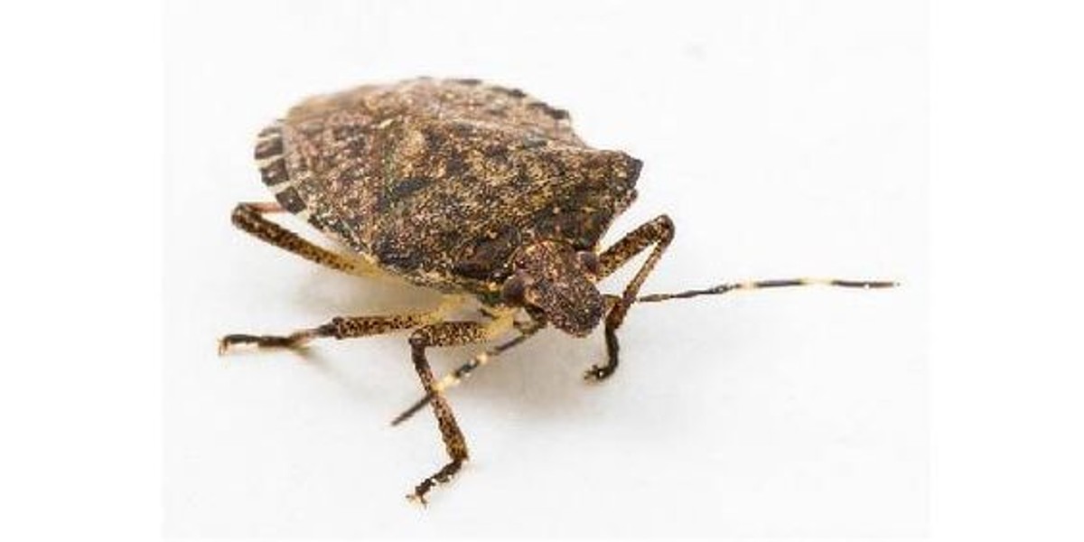 cimici