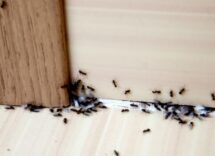 Formiche in primavera: come allontanarle senza pesticidi
