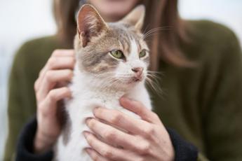 caso di peste bubbonica negli usa paziente contagiato dal suo gatto in oregon 2