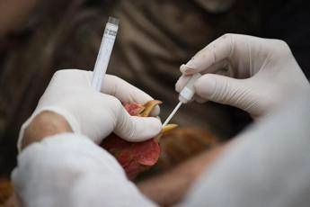 aviaria vaccino sperimentale promette protezione completa contro h5n1 cosa significa 2