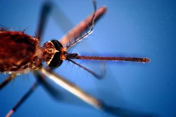 west nile primo morto in italia del 2024 sette nuovi casi in una settimana 2