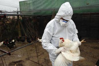 aviaria messico smentisce nessuna morte da h5n2 pessima comunicazione oms 2