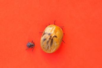 zecche in aumento in boschi e parchi naturali guida a escursioni sicure 2