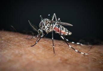 chikungunya il caso zero nel bolognese e importato nessuna infezione autoctona 2