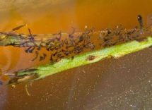 west nile lesperta il virus viaggia sulla zanzara culex e circola anche al sud 2