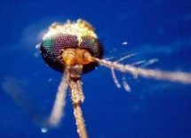 dalla dengue al west nile quale zanzara le trasmette come riconoscerle 2