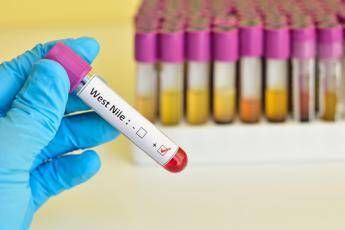 west nile italia al primo posto in europa per casi nelluomo il report ecdc 2