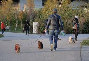cani tumori cerebrali e artrosi cura innovativa con staminali 2