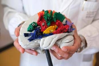 un atlante 3d per studiare le connessioni del cervello ecco bradipho 2