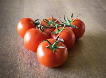 arrivano i pomodori egiziani medico nutrizionista quelli italiani piu buoni e sicuri 3