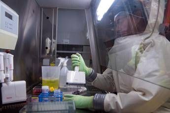 virus nipah studio italiano sorveglianza in tempo reale per prevenire nuovi focolai 2