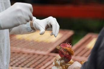 aviaria in lombardia primo caso umano di a h9n2 rilevato in europa 2