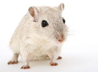 cavie virtuali al posto degli animali lagenzia europea del farmaco pronta a testare nuovo metodo 2