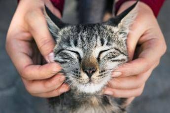 primo vaccino rna per i gatti efficace contro 5 infezioni 2