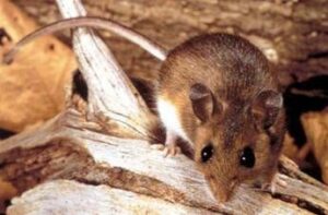 hantavirus cosa sappiamo 2