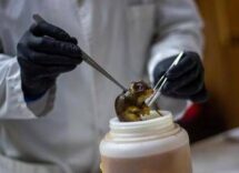 hantavirus topi come serbatoio dobbiamo temere i ratti in citta 2