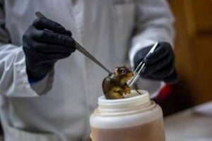 hantavirus topi come serbatoio dobbiamo temere i ratti in citta 2